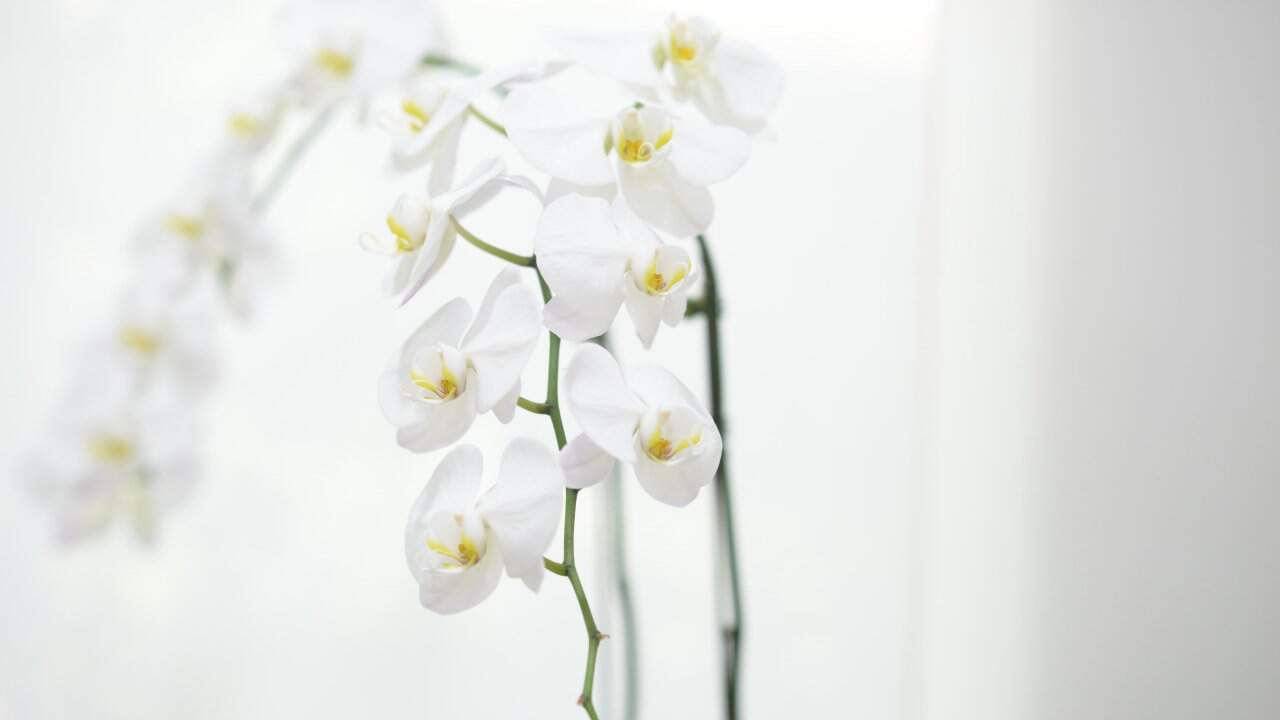 Ayurvedic herbs and natural healing treatments - Time-tested Ayurvedic therapies and herbal medicines for natural healing